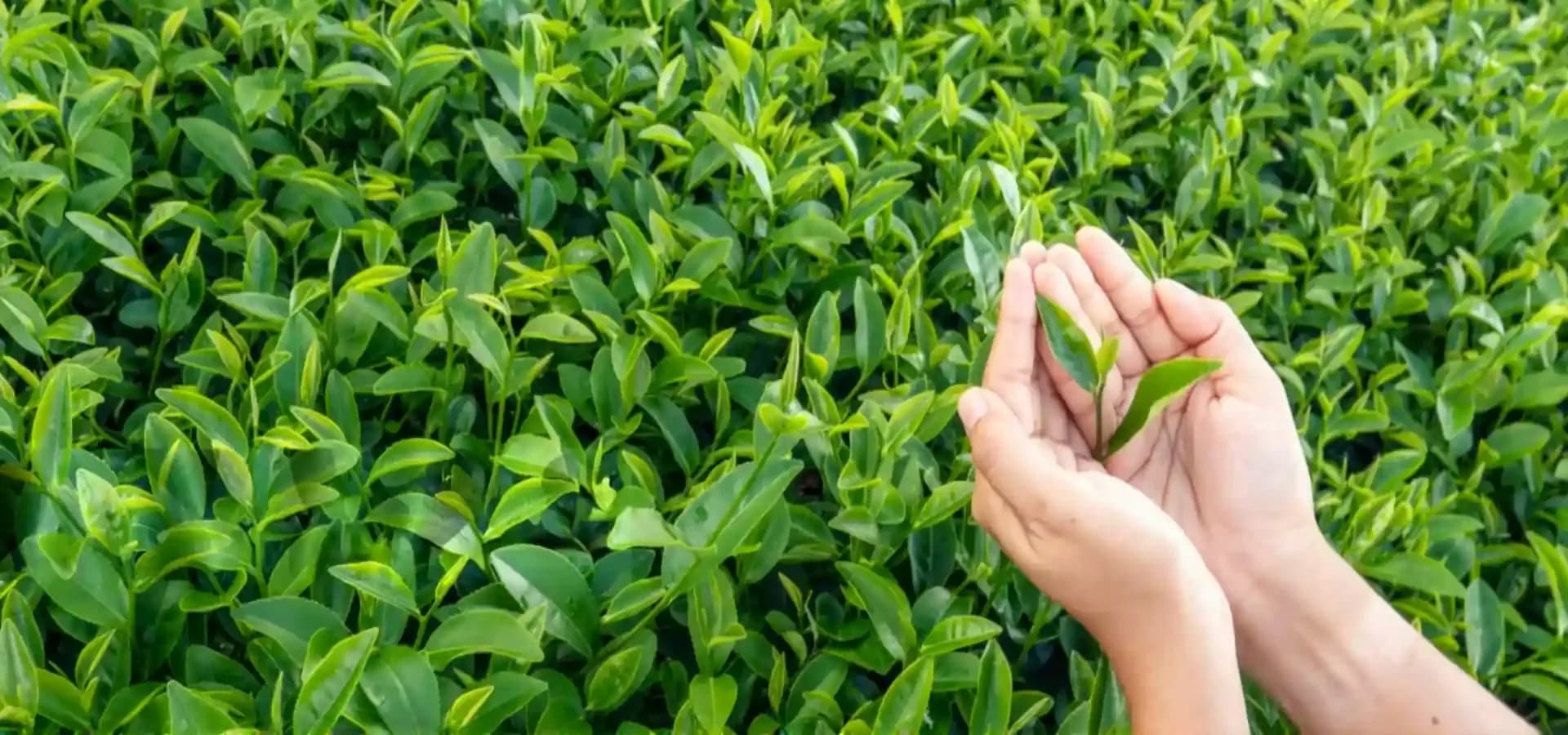 Fresh tea leaves picked by hand
